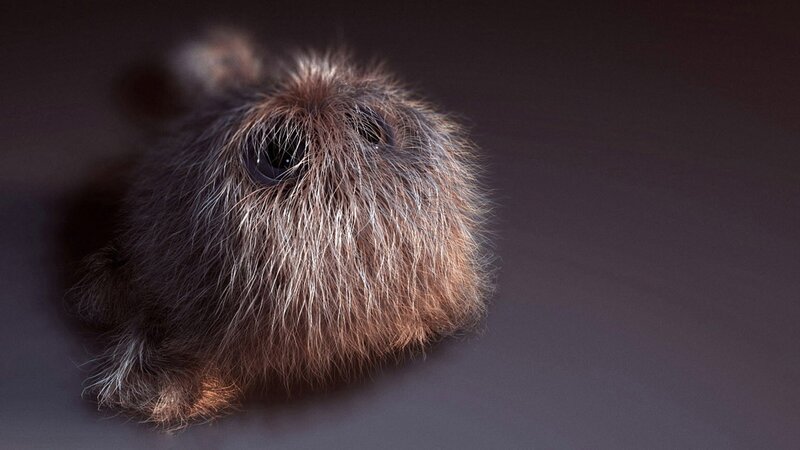 Fluffy Brown Creature — Mysterious, 3d Render, Dark Background, Black