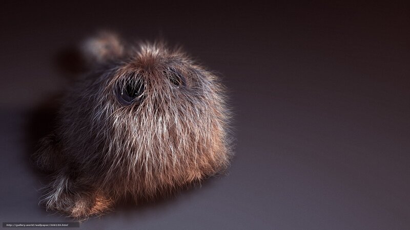Fluffy Brown Creature — Mysterious