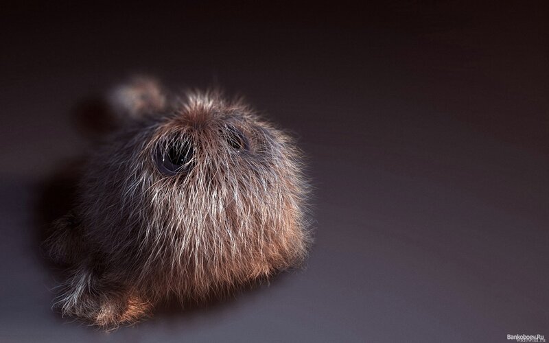 Fluffy Brown Creature
