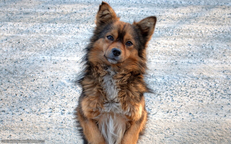 Fluffy Brown Dog — Calm, Afternoon, Photograph, Ground