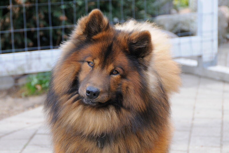 Fluffy Brown Dog — Calm, Afternoon, Photograph