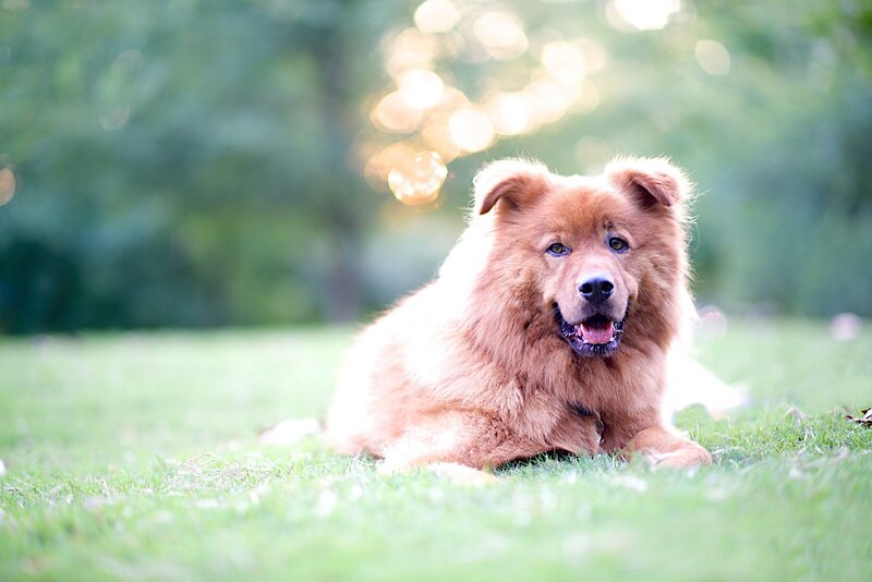 Fluffy Brown Dog — Calm, Afternoon