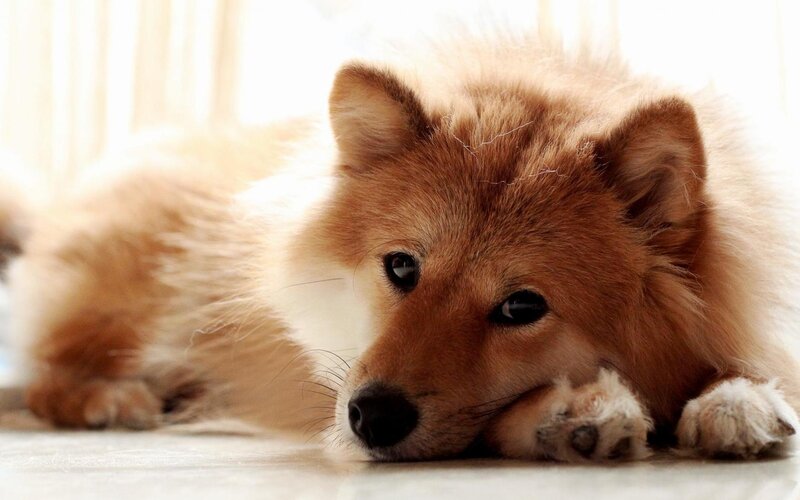 Fluffy Brown Dog — Calm, Morning, Photograph