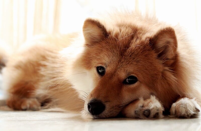 Fluffy Brown Dog — Calm, Morning
