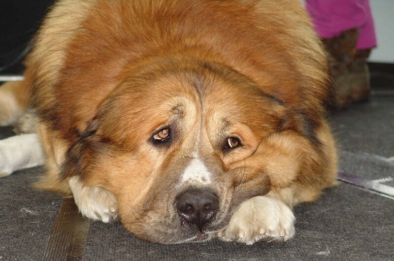 Fluffy Brown Dog — Calm, Photograph, Floor