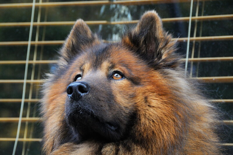 Fluffy Brown Dog — Calm, Photograph