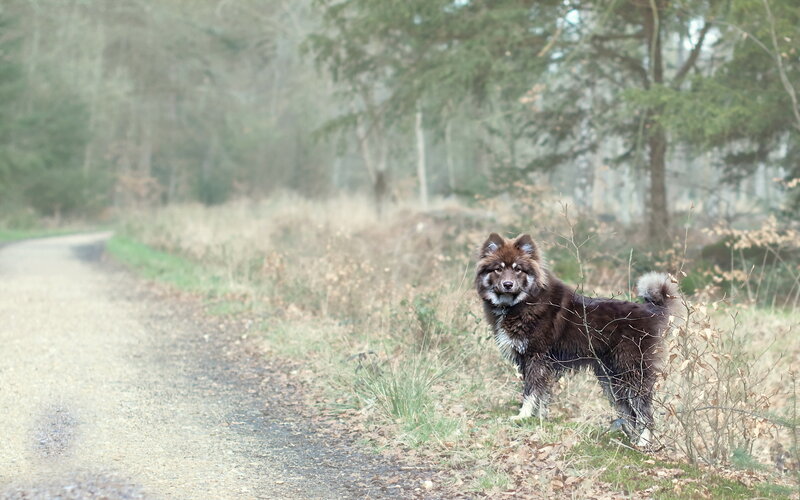 Fluffy Brown Dog — Calm