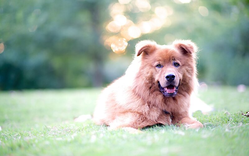 Fluffy Brown Dog — Green