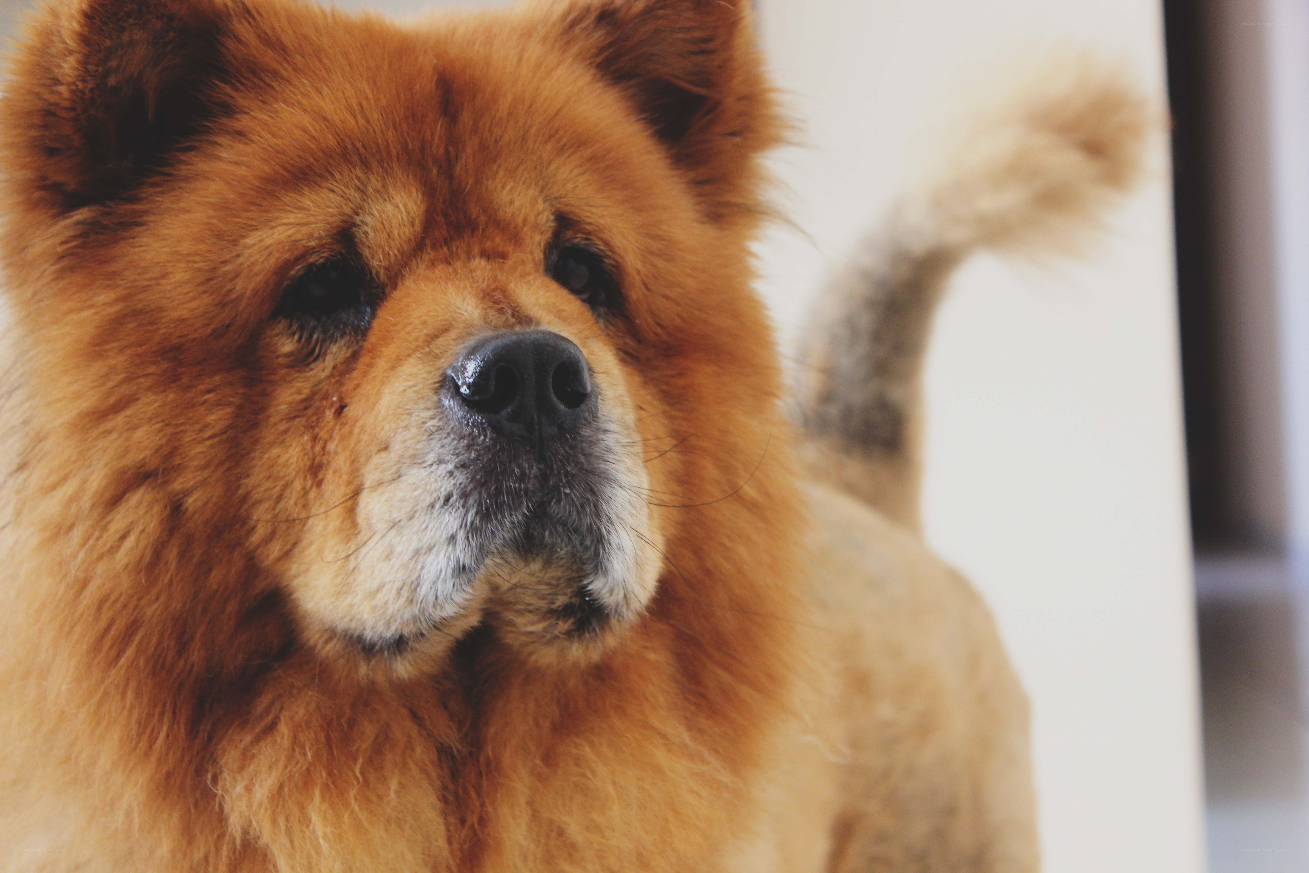 fluffy brown dog portrait