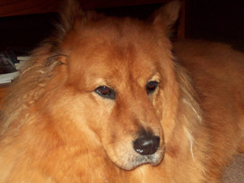 fluffy brown dog resting