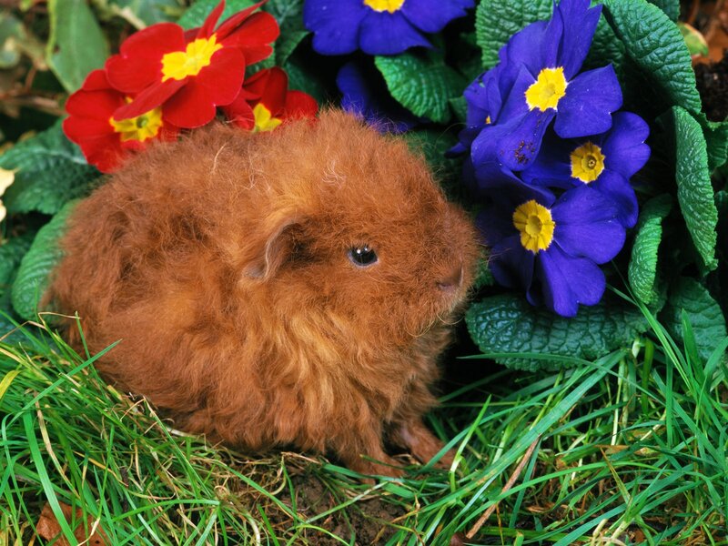 fluffy brown guinea pig