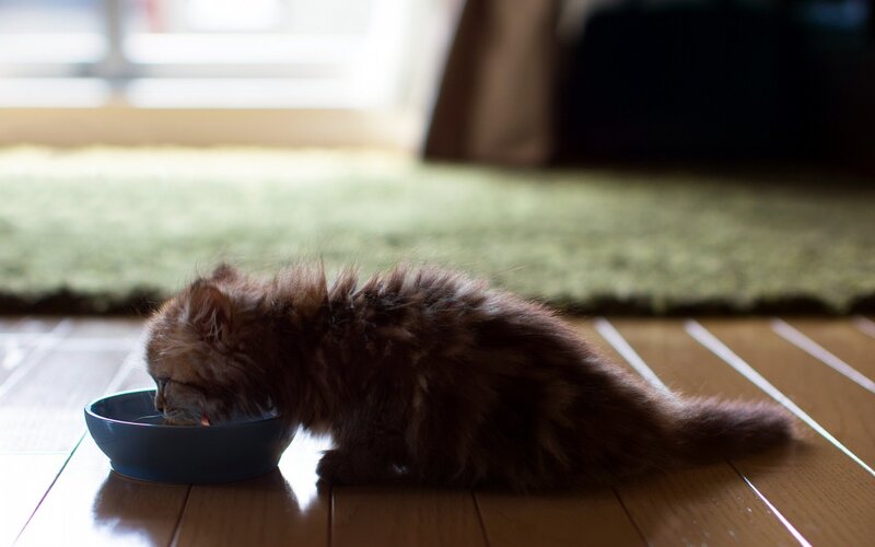 Fluffy Brown Kitten — Calm, Morning