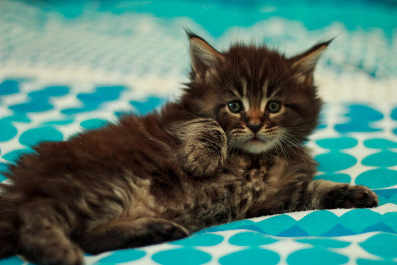 Fluffy Brown Kitten — Calm, Photograph, Bed