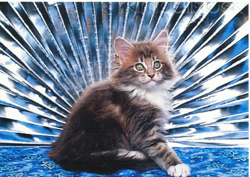 Fluffy Brown Kitten — Calm, Photograph, Blue Patterned Surface