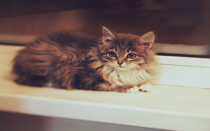 Fluffy Brown Kitten — Calm, Photograph, Cat