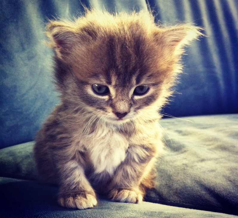 Fluffy Brown Kitten — Calm, Photograph, Cushion