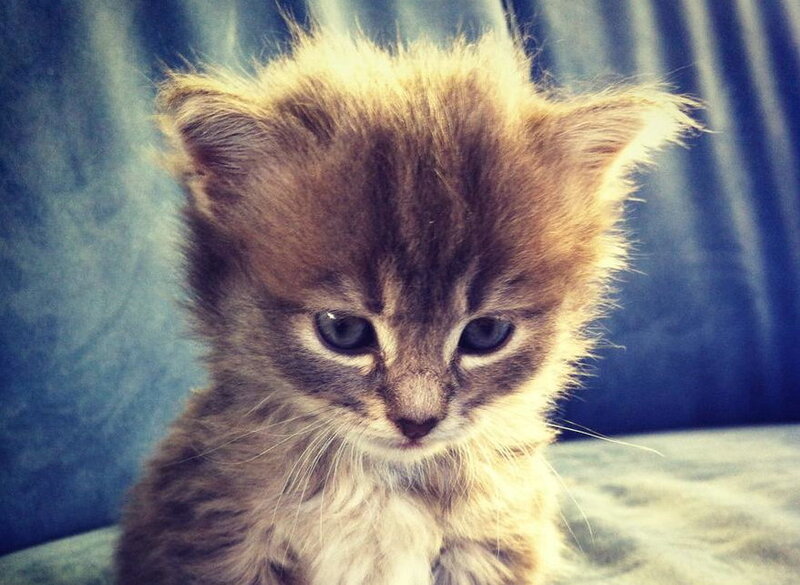 Fluffy Brown Kitten — Calm, Photograph