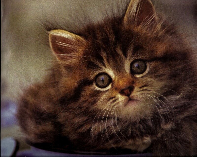 Fluffy Brown Kitten — Calm, Photograph, Whiskers