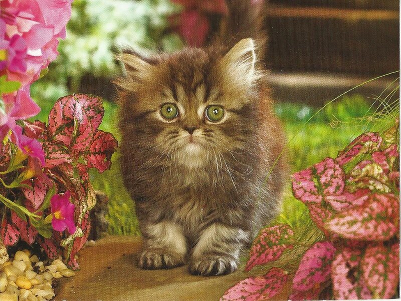 Fluffy Brown Kitten — Calm, Spring