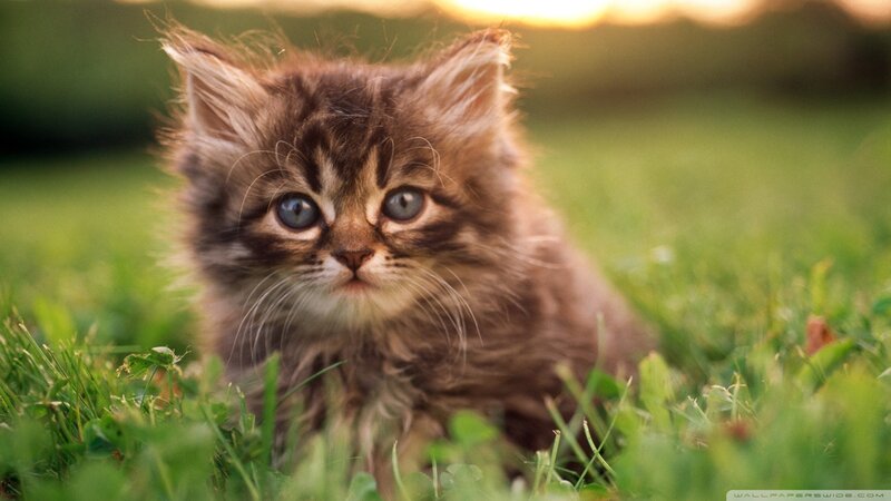 Fluffy Brown Kitten — Calm, Sunset