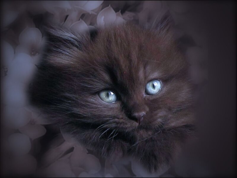 Fluffy Brown Kitten — Dramatic