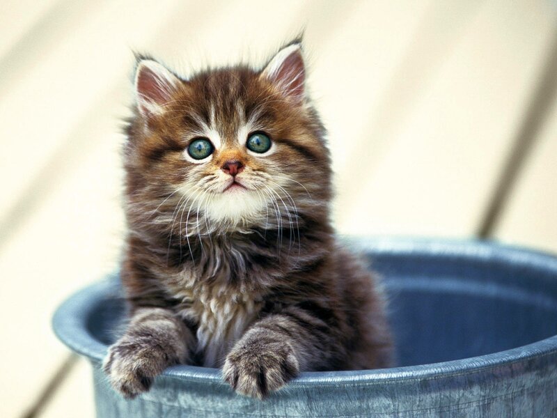 Fluffy Brown Kitten — Innocent, Afternoon