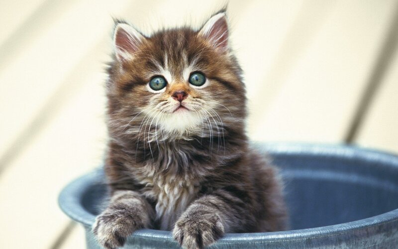 Fluffy Brown Kitten — Innocent, Photograph, Bucket