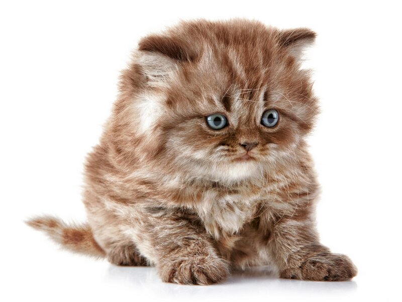 Fluffy Brown Kitten — Innocent, Photograph