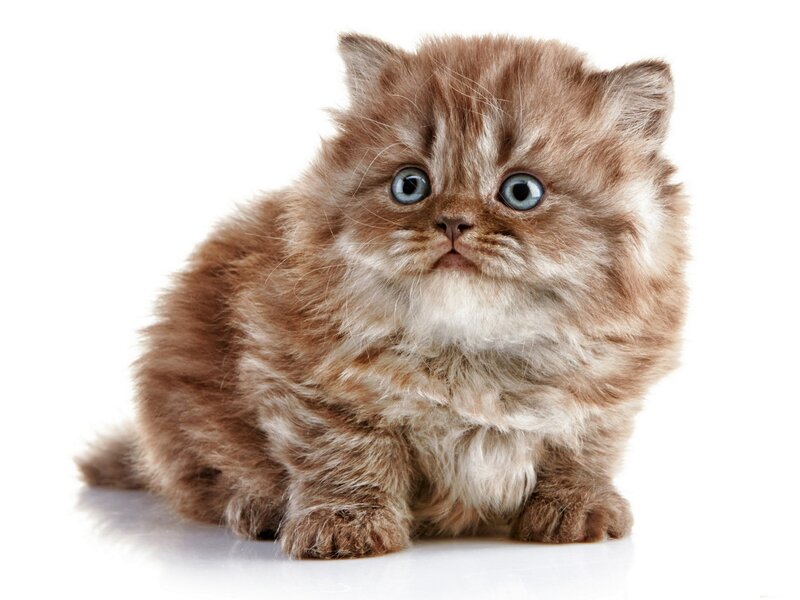 Fluffy Brown Kitten — Innocent, Photograph, White Background