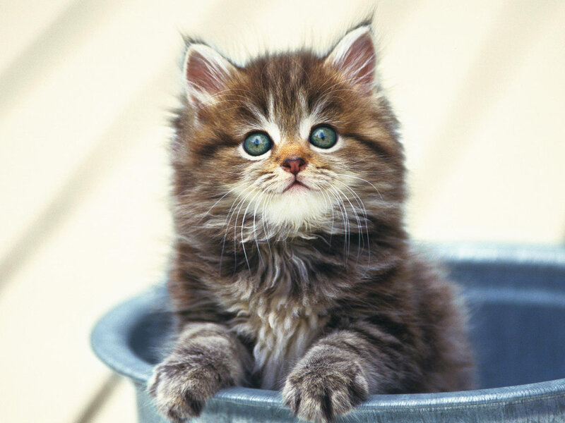 Fluffy Brown Kitten — Innocent