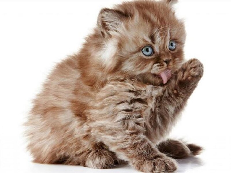 Fluffy Brown Kitten — Playful, Photograph, Blue Eyes