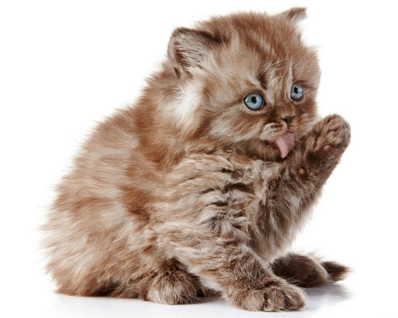 Fluffy Brown Kitten — Playful, Photograph