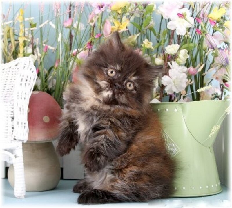 Fluffy Brown Kitten — Playful