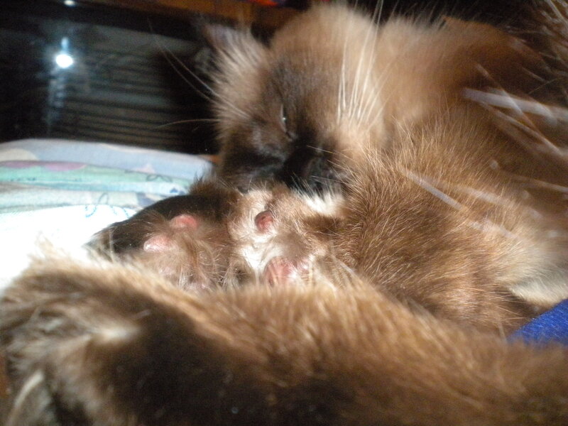 Fluffy Brown Kitten