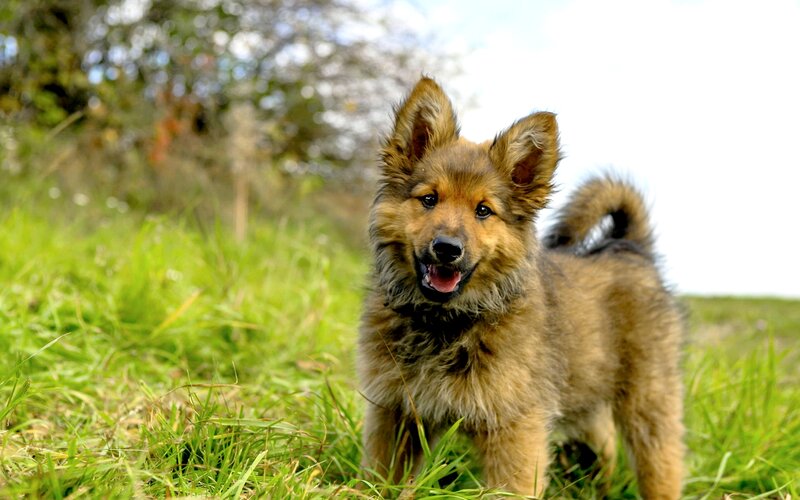 Fluffy Brown Puppy — Playful