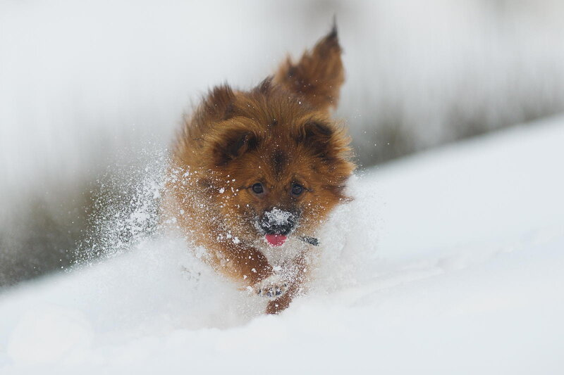Fluffy Brown Puppy