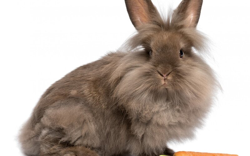 Fluffy Brown Rabbit — Neutral