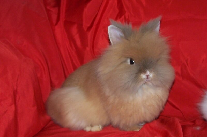 fluffy brown rabbit on red