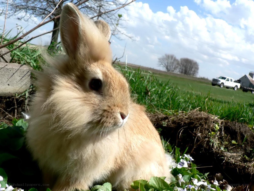 fluffy bunny in a field