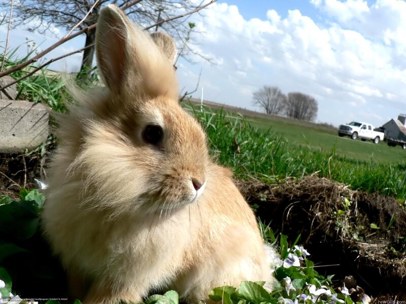 fluffy bunny in a field