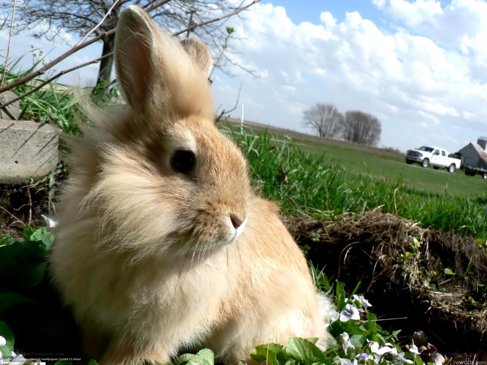 fluffy bunny in a field