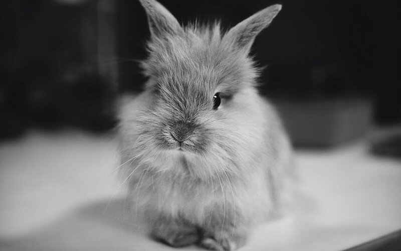 fluffy bunny in black and white