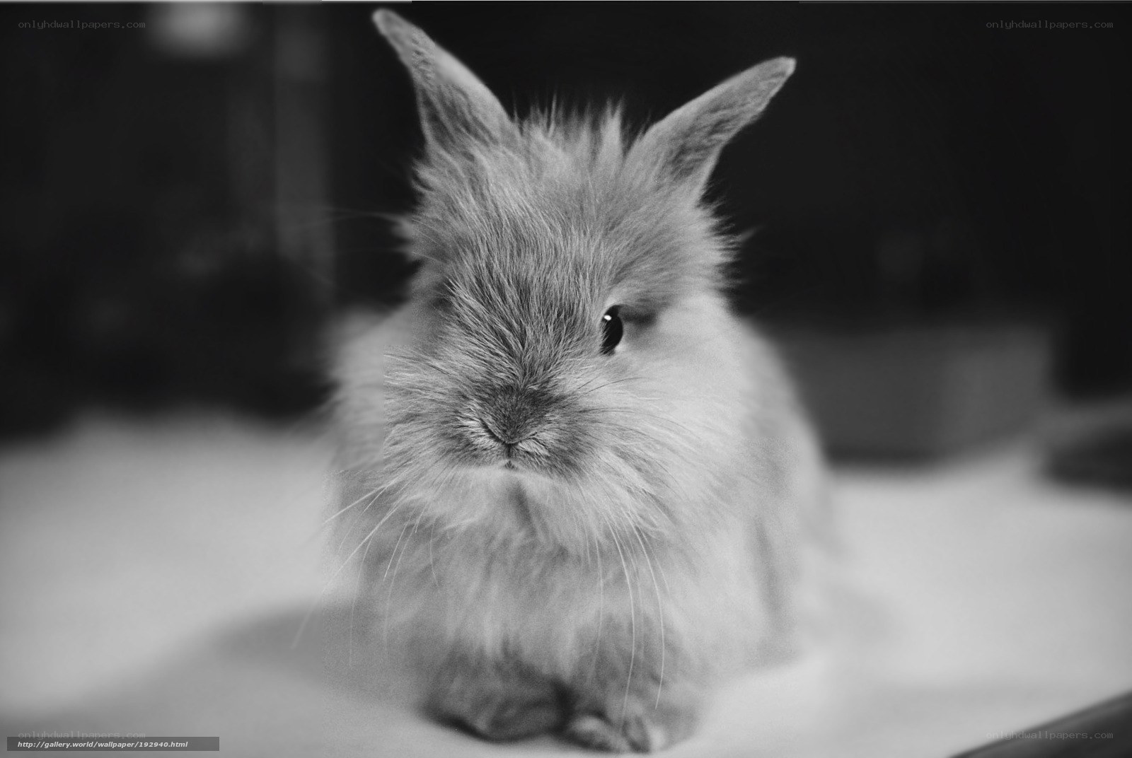 fluffy bunny in black and white