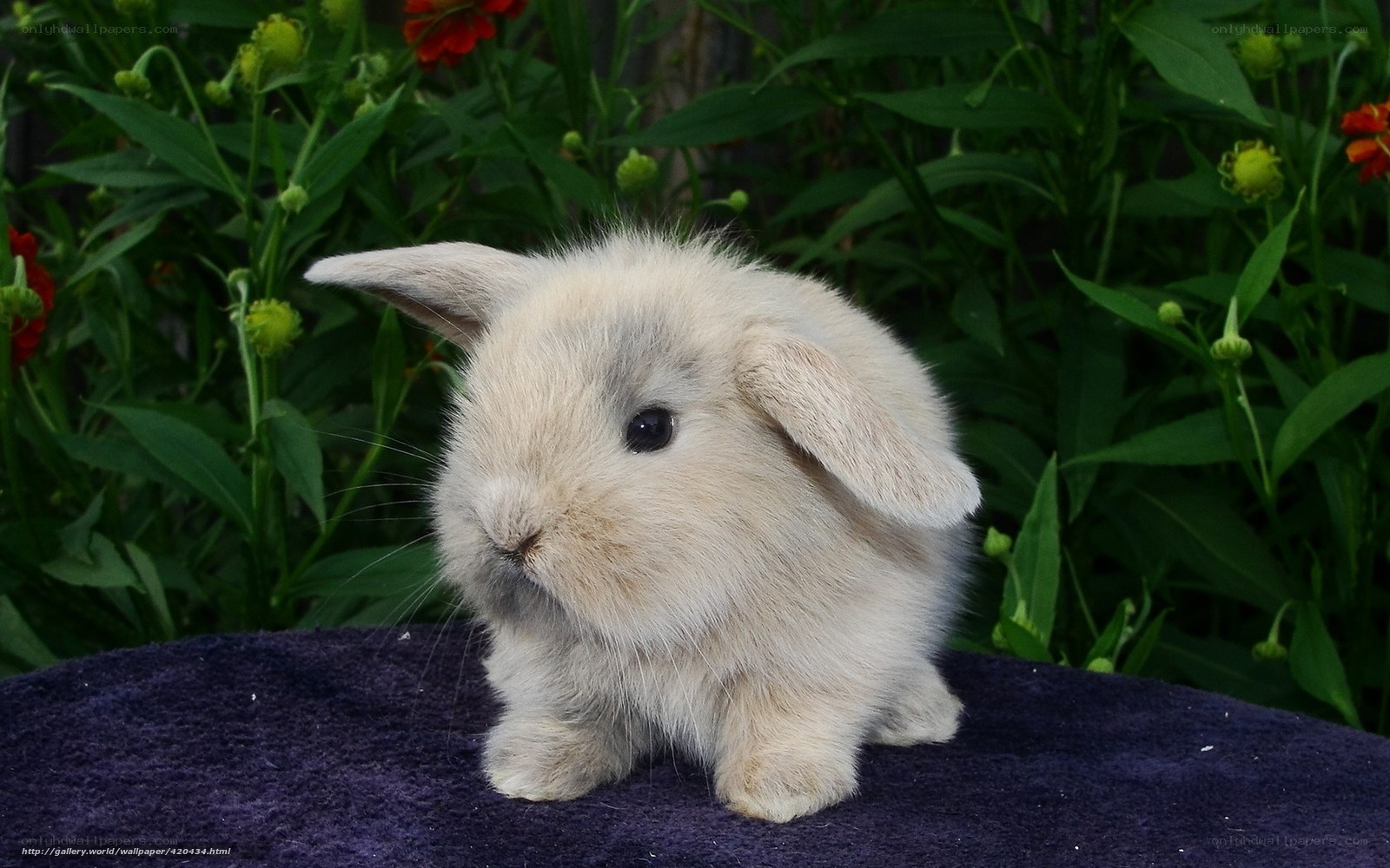 fluffy bunny in garden