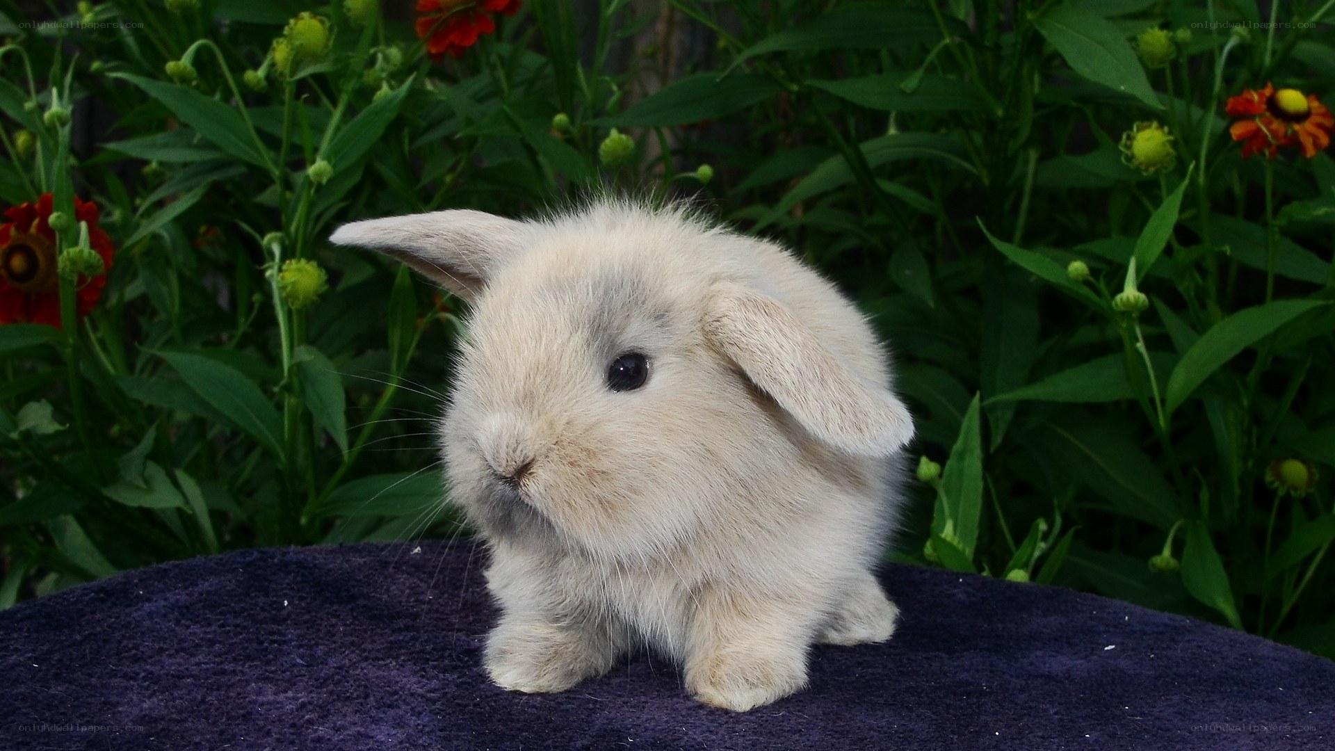 fluffy bunny in garden