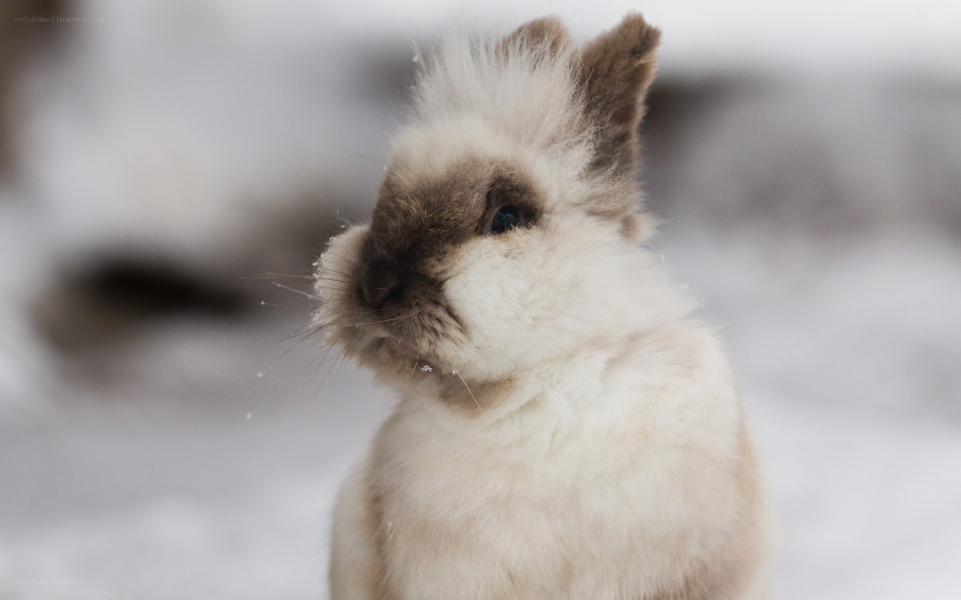 fluffy bunny in snow