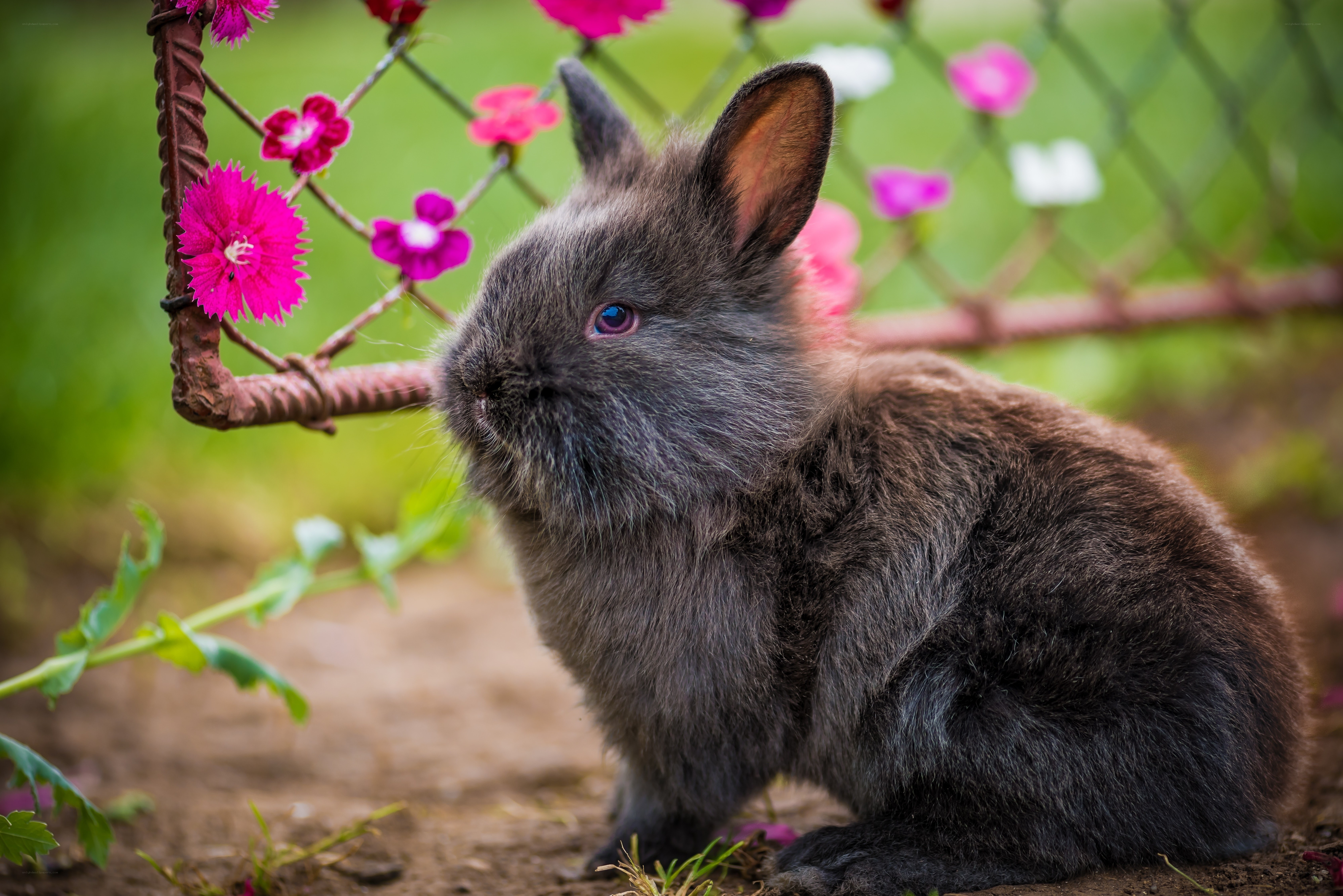 Fluffy bunny near flowers