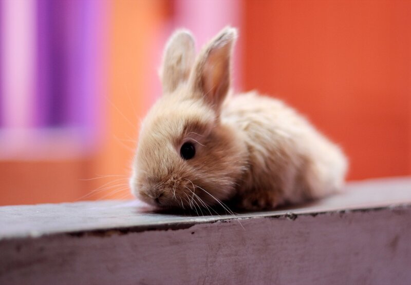fluffy bunny on a ledge