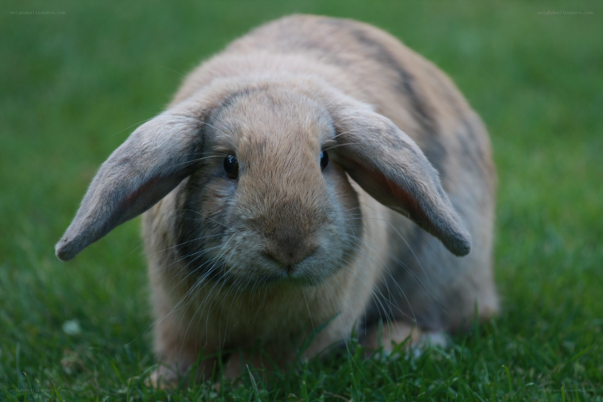 fluffy bunny on grass