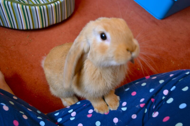 fluffy bunny on lap